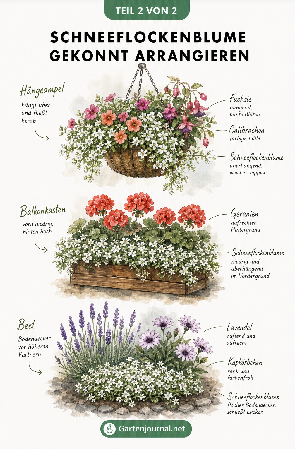 Aquarell-Illustration von Schneeflockenblumen in Blumenampel, Balkonkasten und Gartenbeet