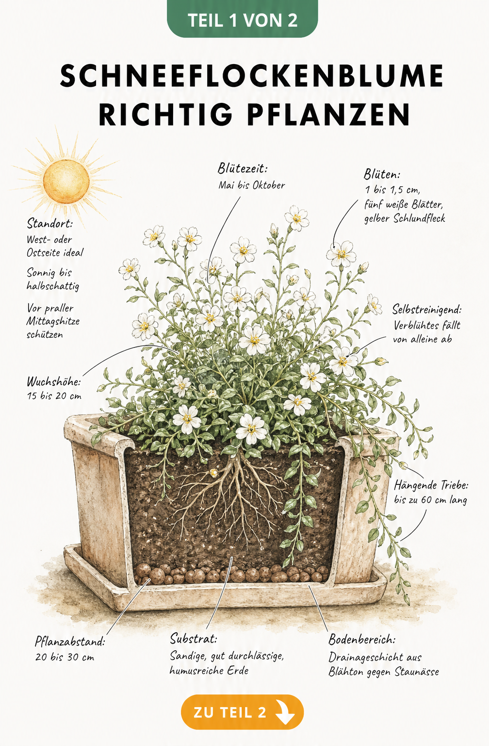 Botanische Illustration eines angeschnittenen Balkonkastens mit einer Schneeflockenblume, die Wuchs, Standort, Wurzelwerk und Erde zeigt.