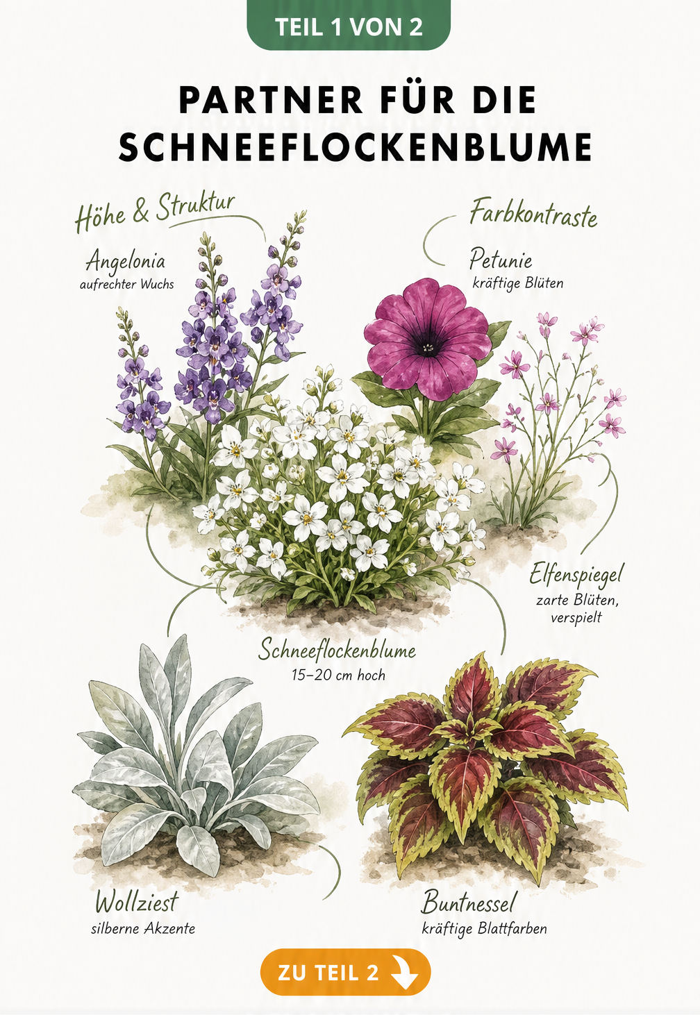 Botanische Illustration der Schneeflockenblume mit passenden Pflanzpartnern wie Angelonia, Petunie und Buntnessel