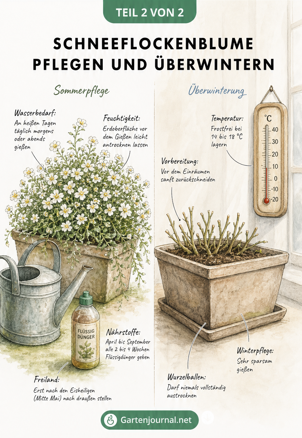 Zweiteilige Illustration einer Schneeflockenblume: links in voller Sommerblüte mit Gießkanne, rechts zurückgeschnitten im Winterquartier.