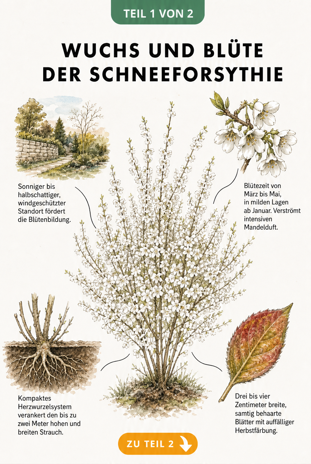 Botanische Illustration der Schneeforsythie mit Details zu Blüte, Blatt, Wurzeln und idealem Standort