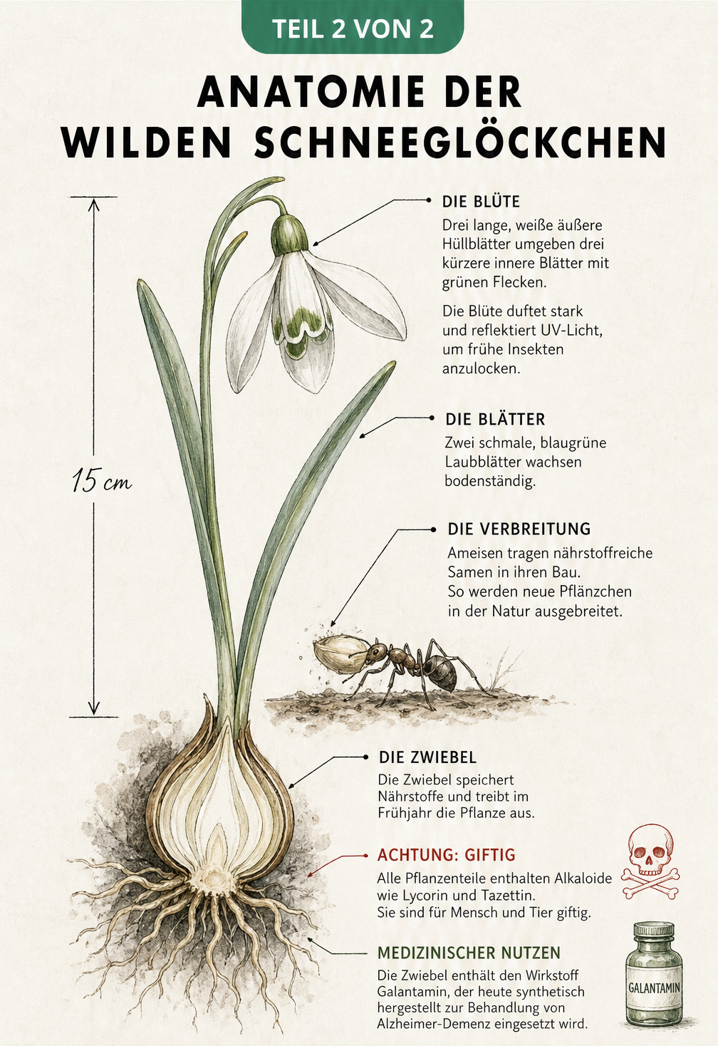 Detaillierte botanische Illustration eines Schneeglöckchens, die den Aufbau von Blüte, Blättern und Zwiebel sowie die Samenverbreitung durch Ameisen und die...