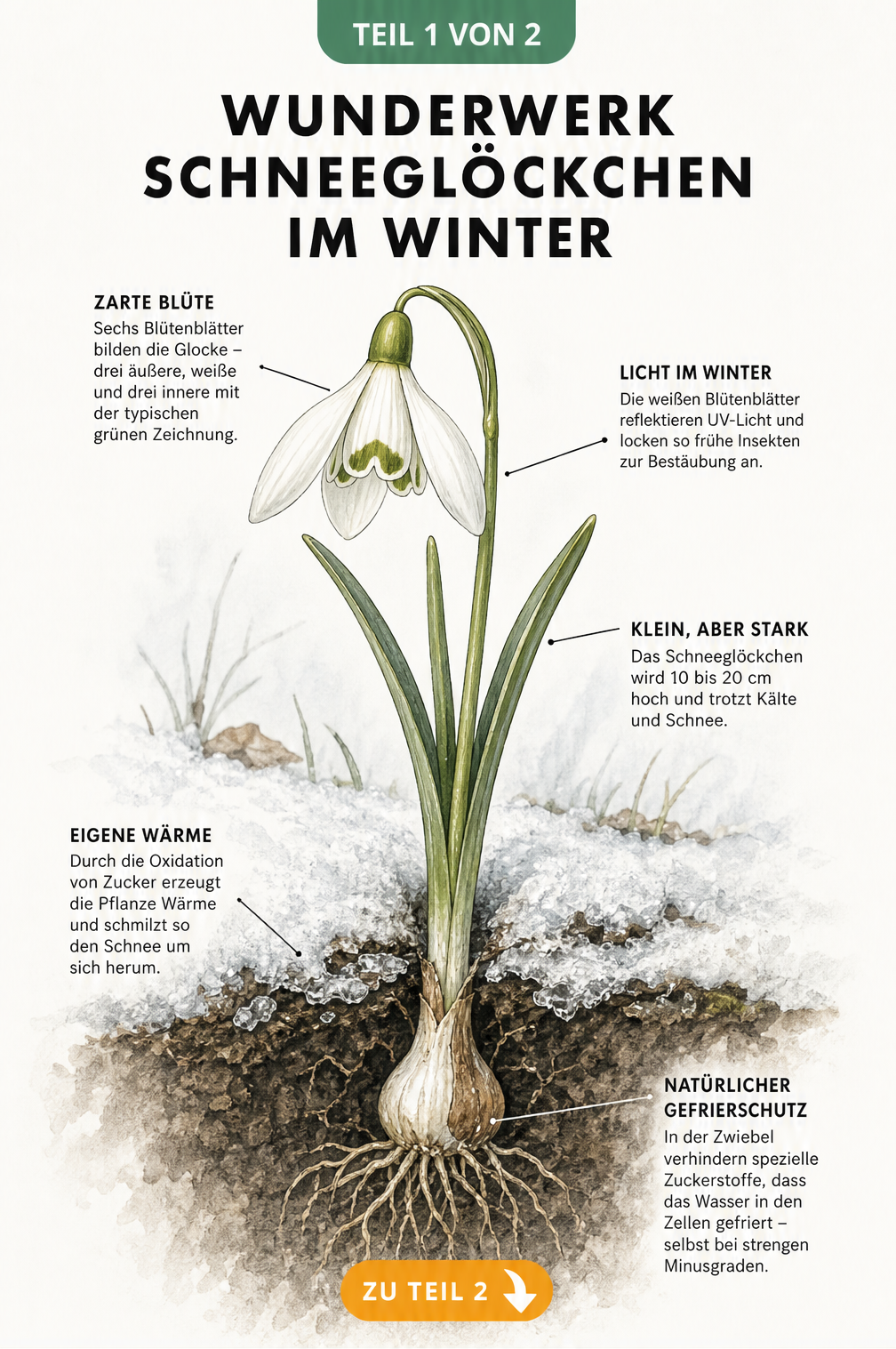 Botanische Illustration eines Schneeglöckchens im Querschnitt mit Zwiebel, Wurzeln und Blüte im Schnee