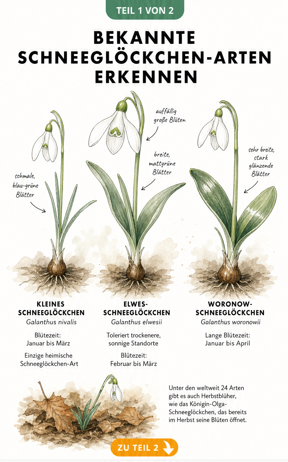 Botanische Illustration von drei Schneeglöckchen-Arten: Kleines Schneeglöckchen, Elwes-Schneeglöckchen und Woronow-Schneeglöckchen im Vergleich
