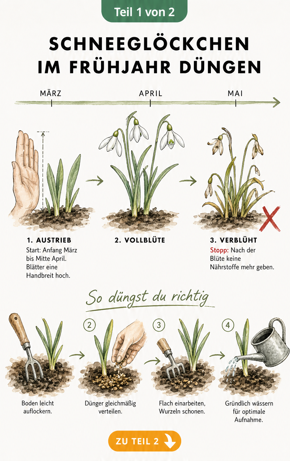 Botanische Zeitachse im Aquarell-Stil, die das Wachstum von Schneeglöckchen von März bis Mai mit den Arbeitsschritten der Düngung verknüpft.