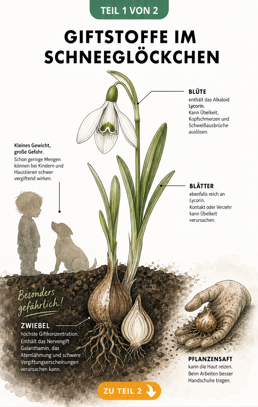 Botanische Illustration eines Schneeglöckchens mit Wurzeln und aufgeschnittener Zwiebel, die die Giftstoffe Lycorin und Galanthamin sowie deren Auswirkungen...