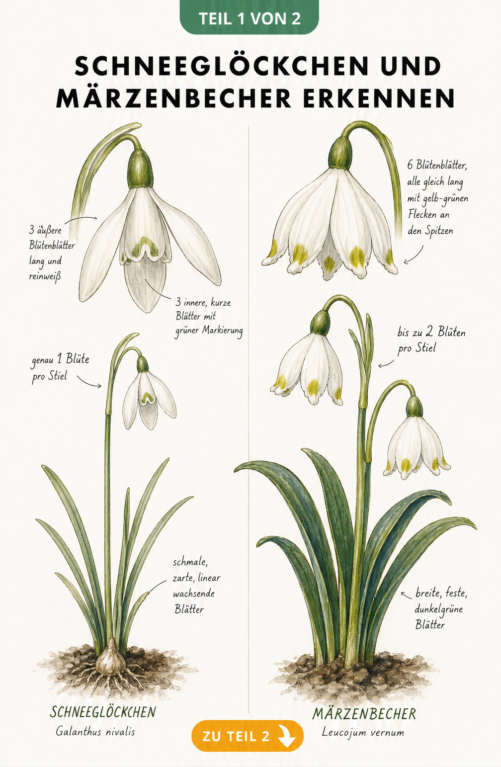 Botanische Illustration von Schneeglöckchen und Märzenbecher mit Vergrößerung der Blüten und Blätter