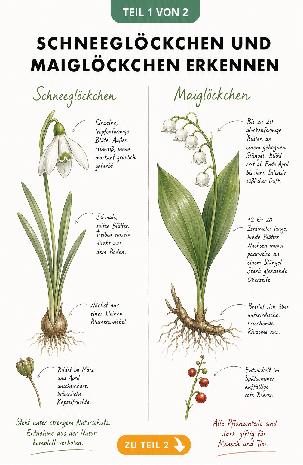 Botanische Illustration der Unterschiede zwischen Schneeglöckchen und Maiglöckchen mit Blüten, Blättern und Wurzeln