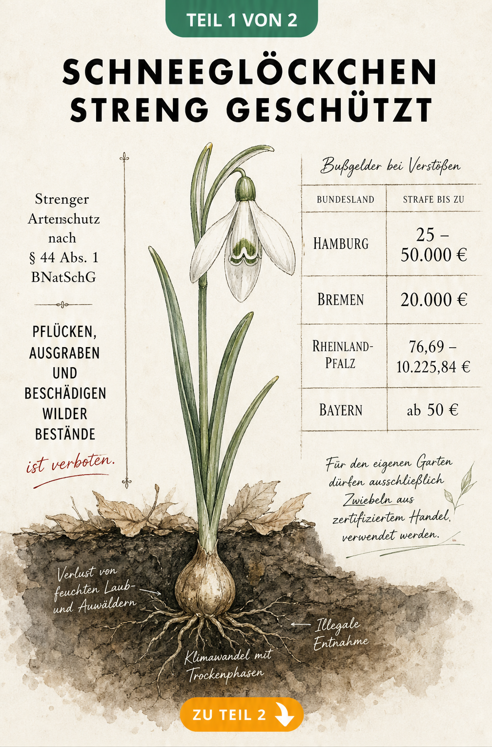 Historisch anmutende botanische Akte, die den strengen Artenschutz von Schneeglöckchen, Gefährdungsursachen und eine Tabelle mit Bußgeldern der Bundesländer...
