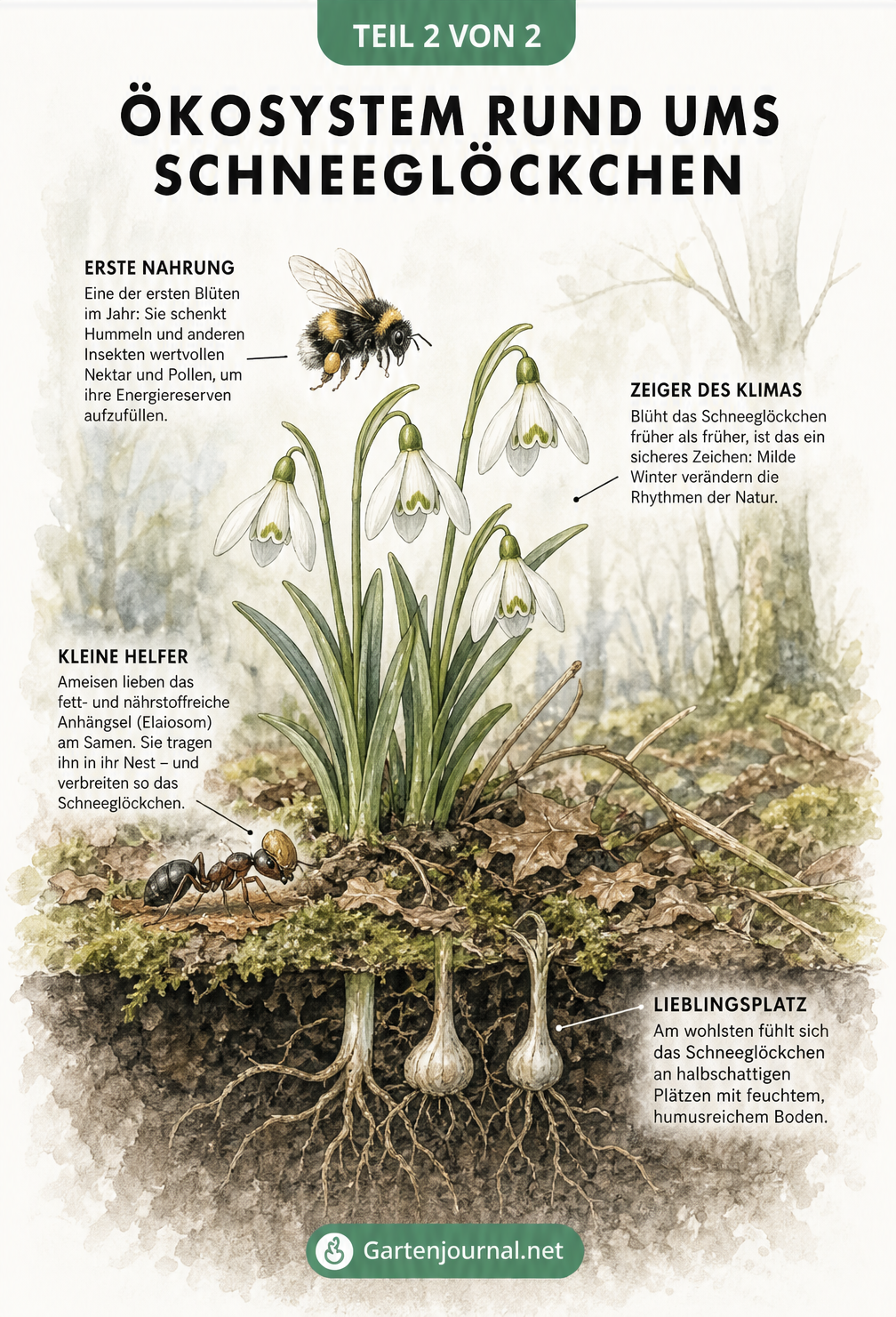 Illustration eines Schneeglöckchens im Ökosystem mit Hummel, Ameise und Samen