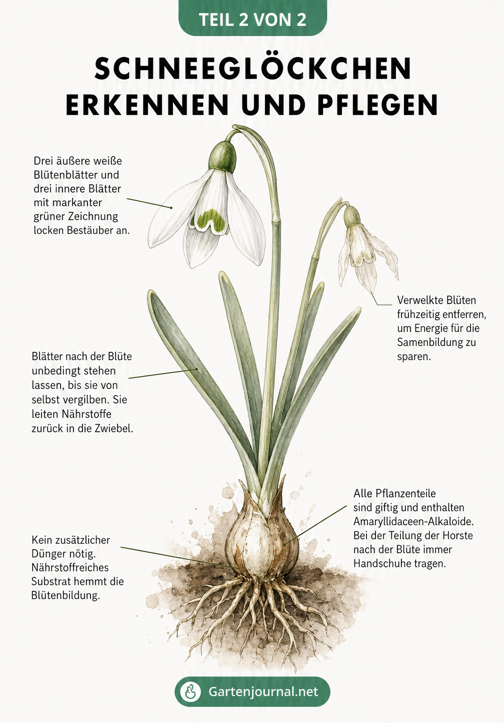 Detaillierte botanische Illustration eines Schneeglöckchens von der Blüte bis zur Zwiebel mit Hinweisen zur Pflege und Giftigkeit.