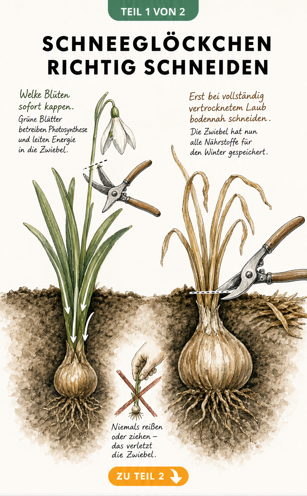 Botanische Schnittgrafik zeigt Schneeglöckchen nach der Blüte und mit vertrockneten Blättern, inklusive Nährstofffluss in die Zwiebel.
