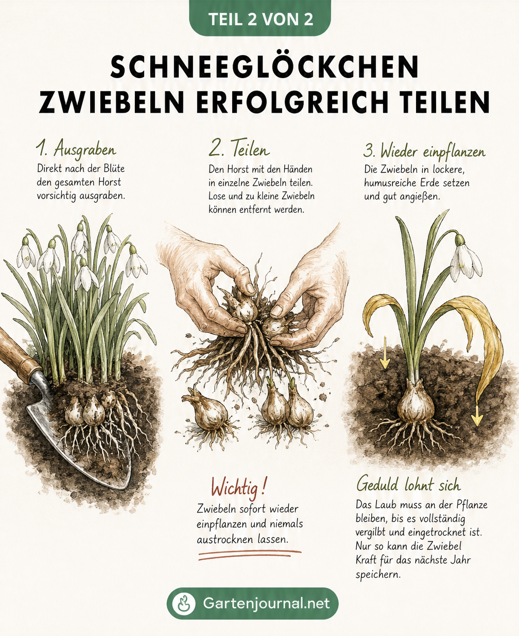 Illustration zum Teilen von Schneeglöckchen nach der Blüte