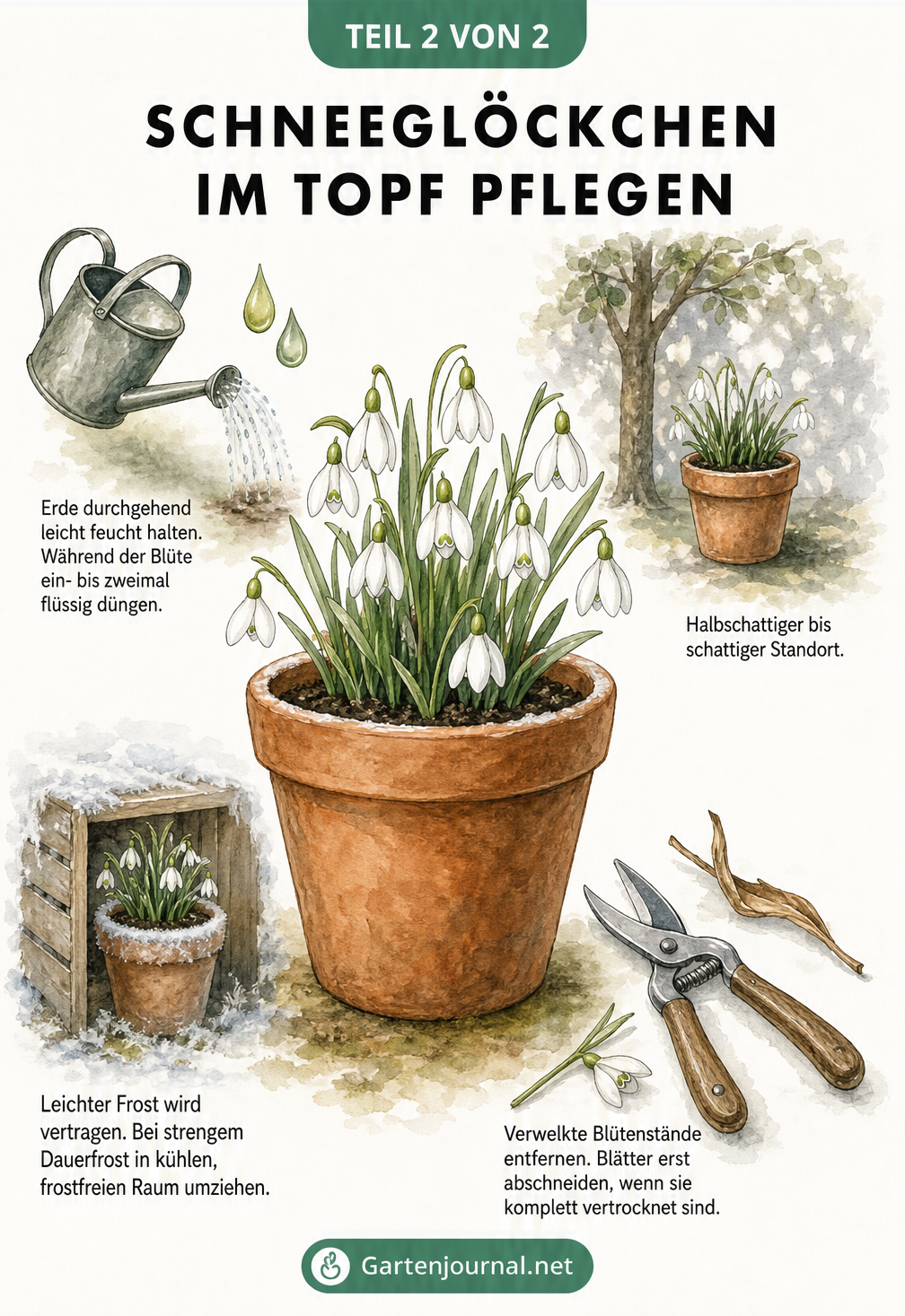 Illustration eines blühenden Schneeglöckchens im Topf mit Pflegehinweisen zu Gießen, Düngen, Standort, Überwinterung und Rückschnitt.
