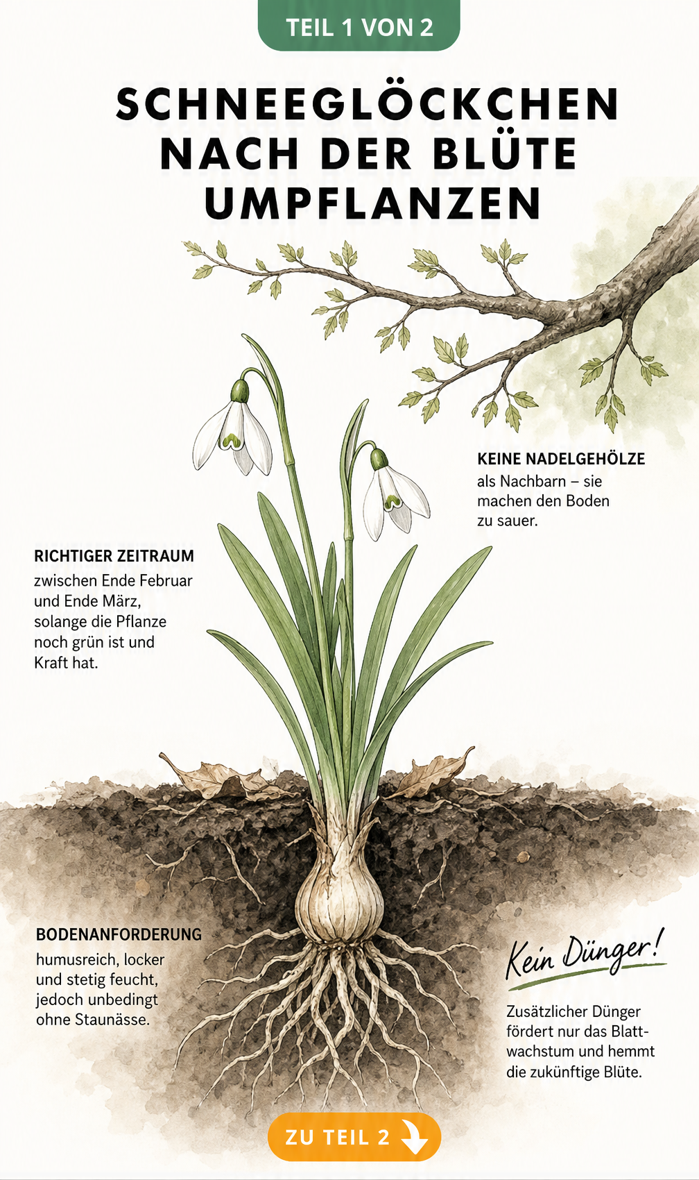 Botanische Illustration eines Schneeglöckchens mit Zwiebel und Wurzeln im Erdreich