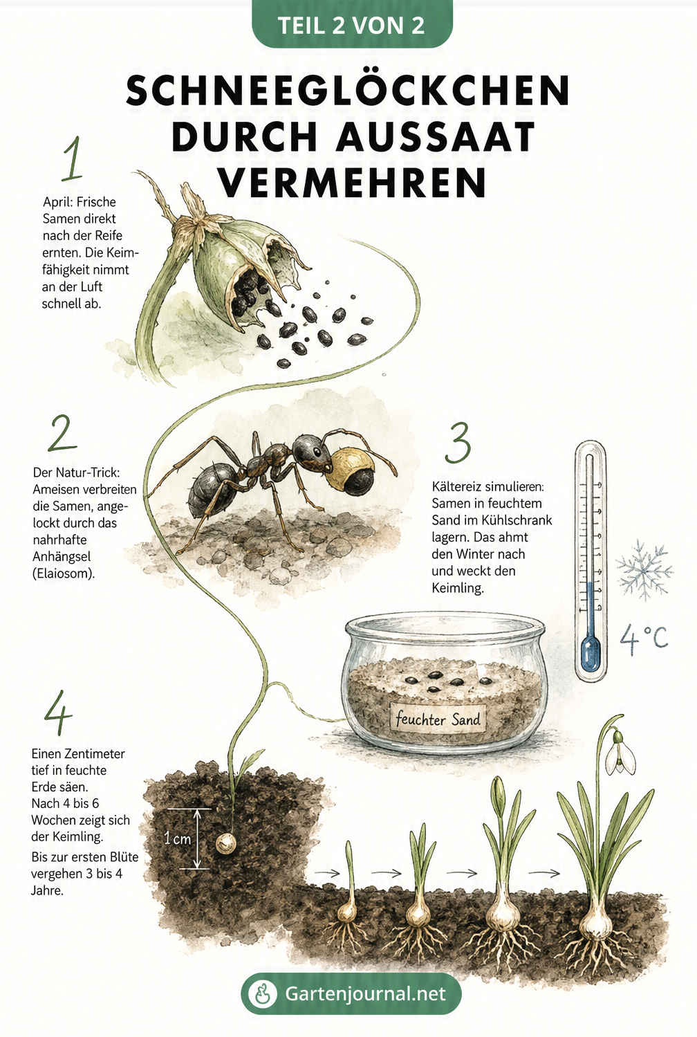 Skizze zur Vermehrung von Schneeglöckchen durch Aussaat mit Samen, Ameisen und Keimling