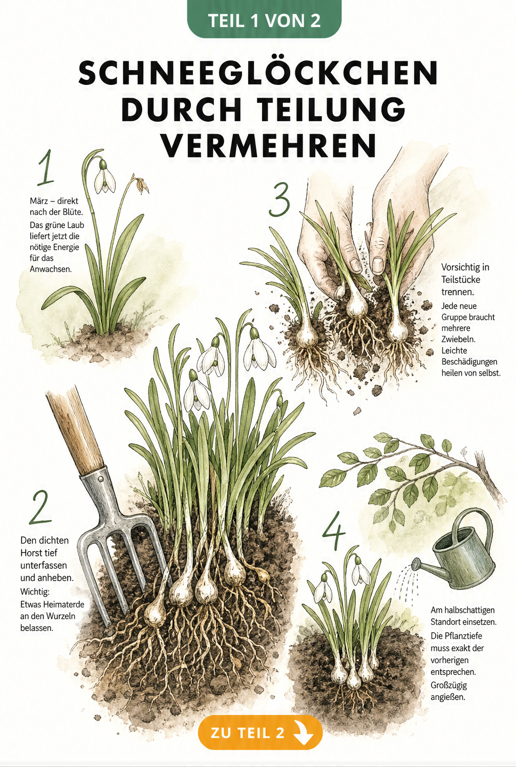 Botanische Illustration zur Vermehrung von Schneeglöckchen durch Teilung der Zwiebeln im Erdreich