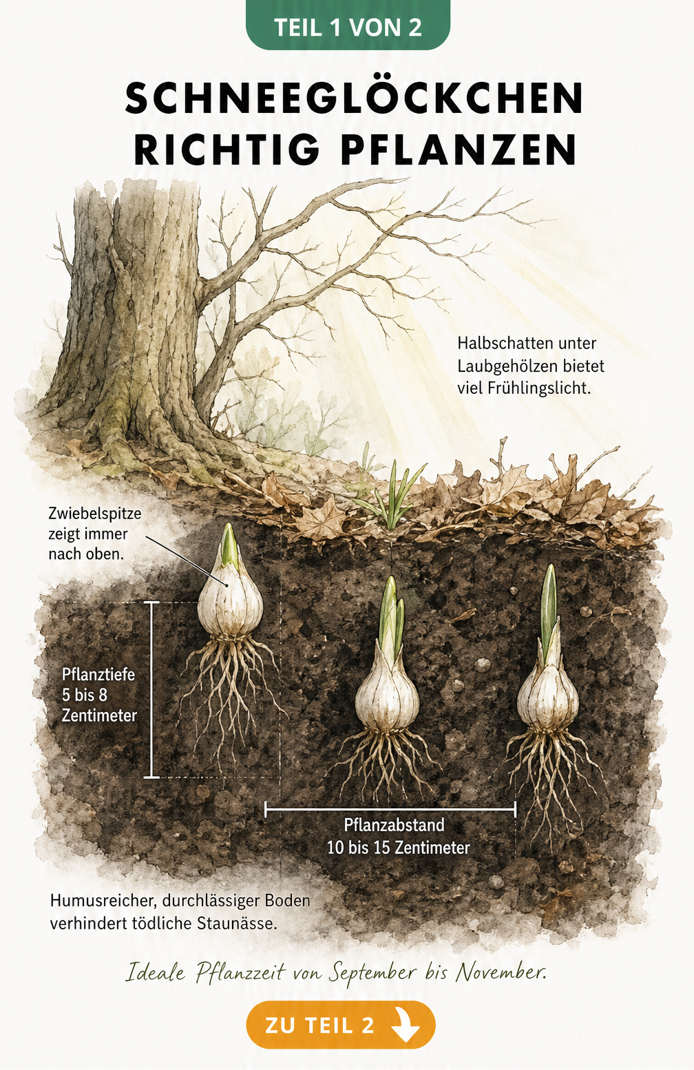 Querschnitt-Illustration des Erdbodens mit drei Schneeglöckchen-Zwiebeln, die unter einem Laubbaum gepflanzt werden, inklusive Maßlinien für Pflanztiefe und...