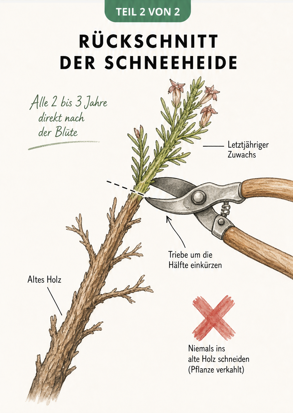 Skizze zum Rückschnitt der Schneeheide, die zeigt, wie man den letztjährigen Zuwachs einkürzt, ohne ins alte Holz zu schneiden