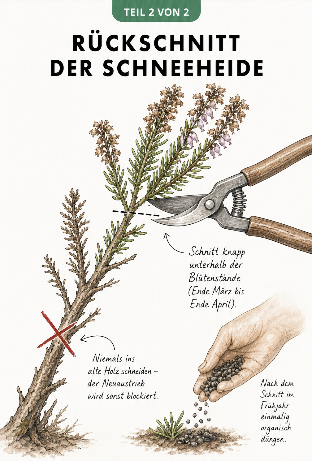 Makro-Zeichnung eines Schneeheiden-Zweigs mit Gartenschere, die den korrekten Rückschnitt unterhalb der verblühten Blütenstände zeigt