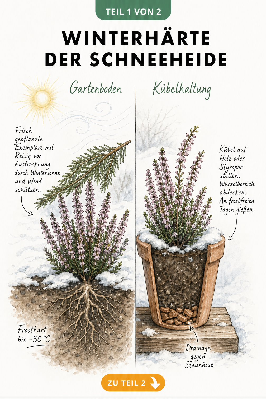 Illustration einer Schneeheide im Gartenboden und im Pflanzkübel mit Hinweisen zur Winterhärte und zum Winterschutz