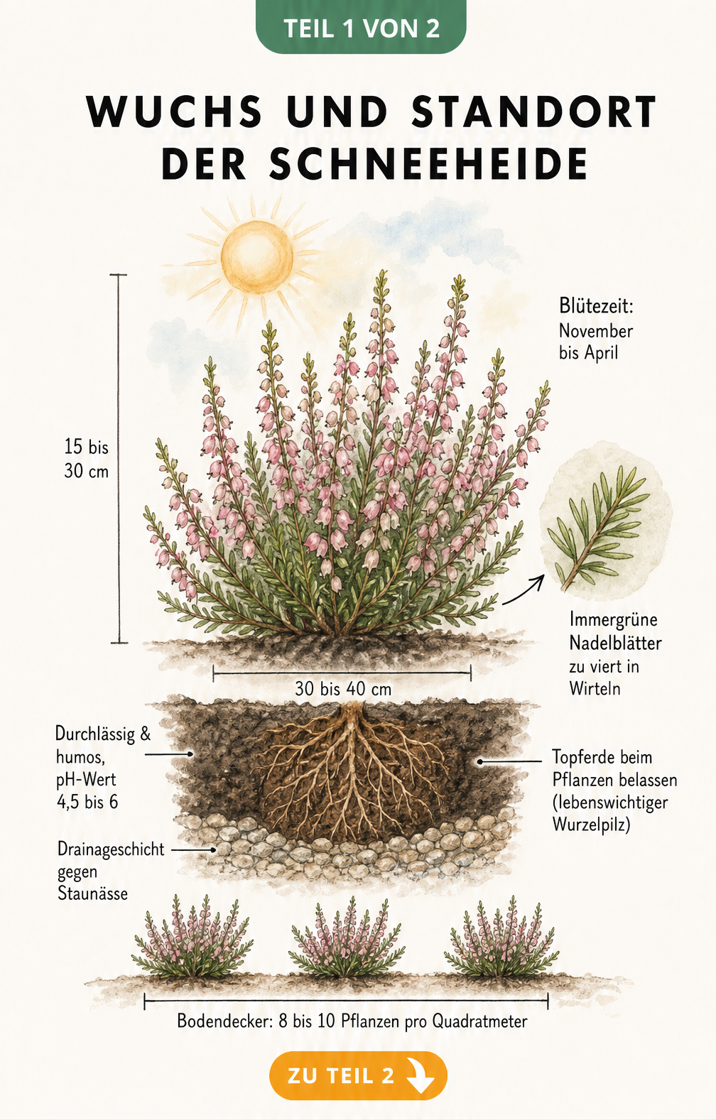 Botanische Illustration der Schneeheide mit Wuchshöhe, Standortbedingungen und Wurzelwerk im Querschnitt