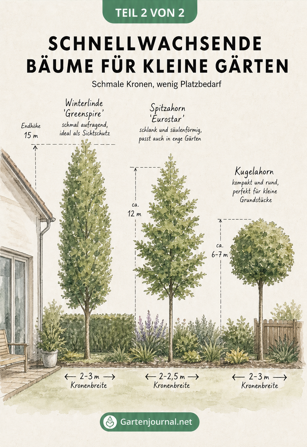 Gartenarchitektur-Skizze mit Winterlinde 'Greenspire', Spitzahorn 'Eurostar' und Kugelahorn im Querschnitt eines kleinen Gartens