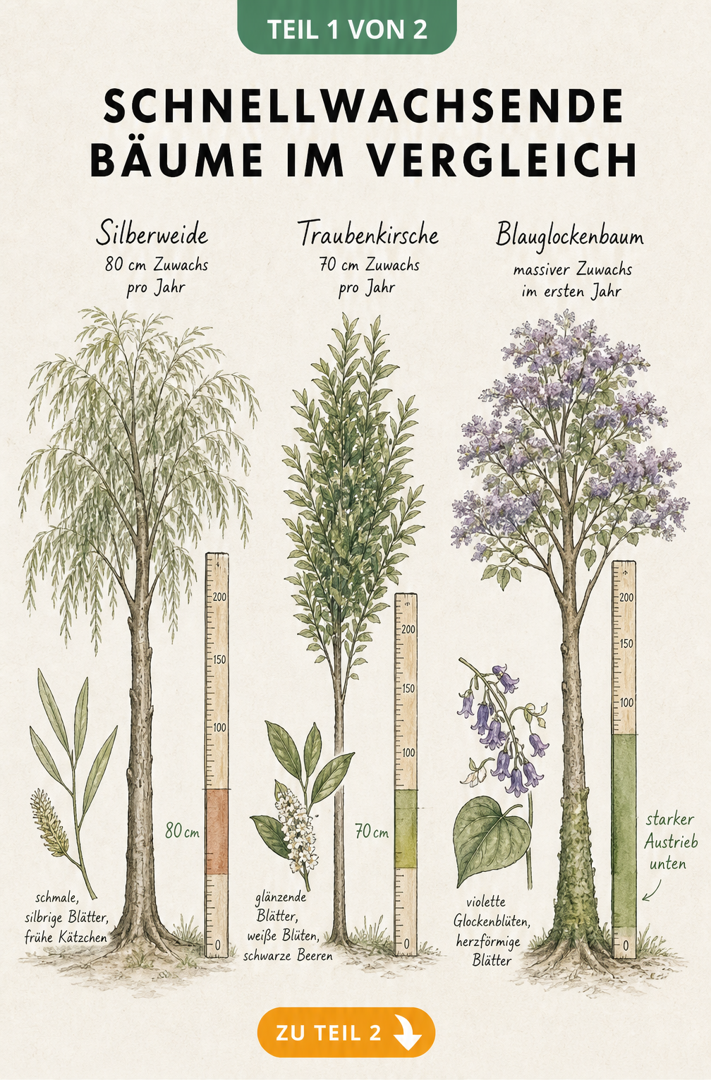 Botanische Lehrtafel mit Silberweide, Traubenkirsche und Blauglockenbaum, die den jährlichen Höhenzuwachs zeigt