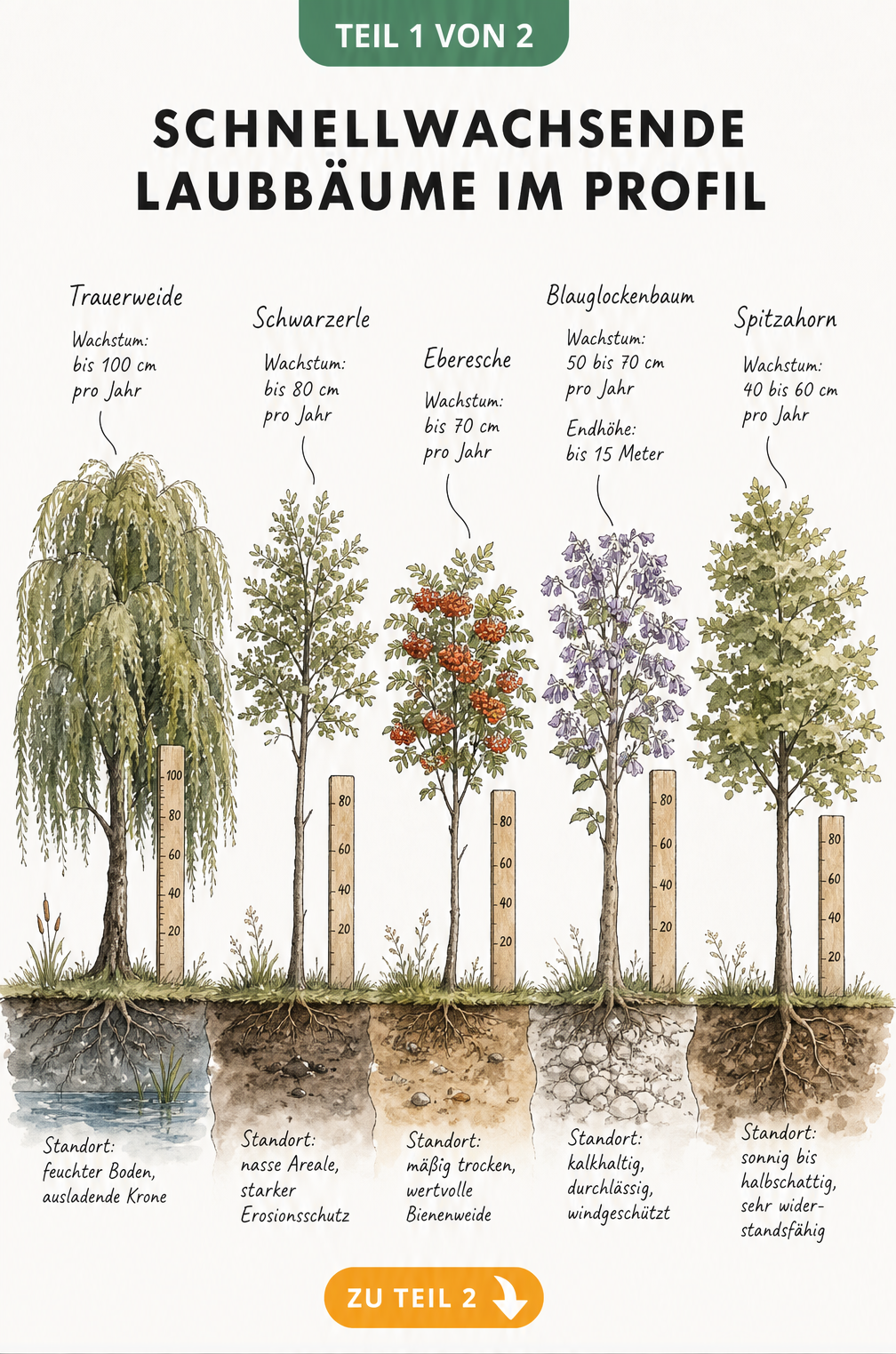 Illustration von fünf schnellwachsenden Laubbäumen mit jährlichem Wachstum und Standortansprüchen