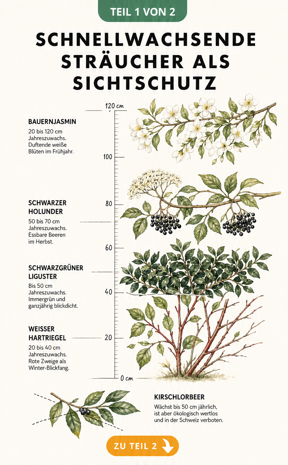 Botanische Illustration einer Wachstumsskala für schnellwachsende Sträucher wie Bauernjasmin, Holunder, Liguster und Hartriegel als Sichtschutz.