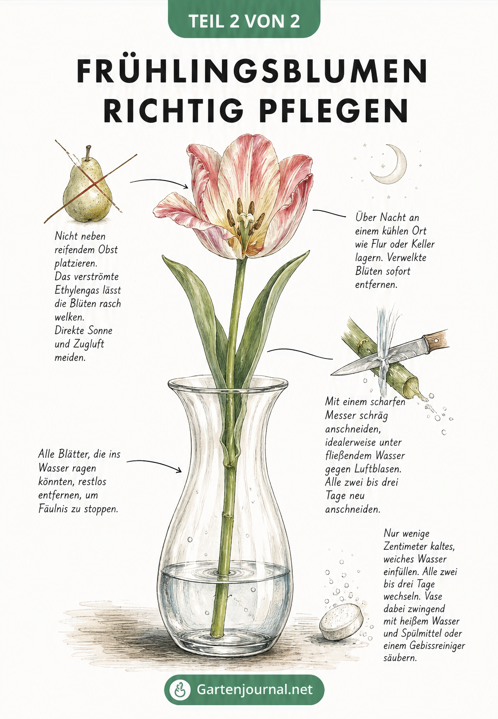 Schnittzeichnung einer Glasvase mit Frühlingsblume und Pflegetipps wie Anschneiden und Wasserwechsel
