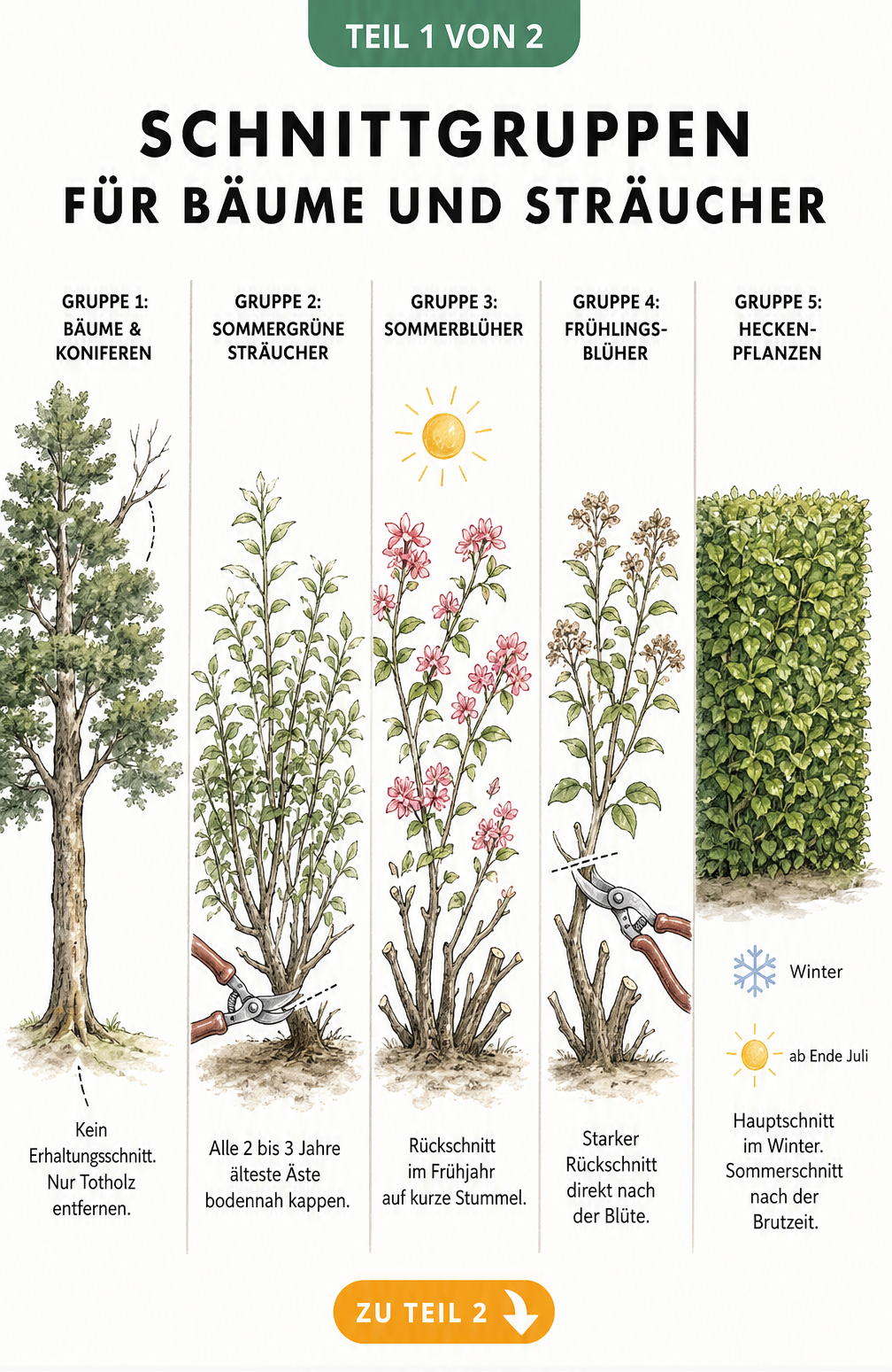 Botanische Lehrtafel mit fünf Schnittgruppen für Bäume und Sträucher, von Koniferen bis Heckenpflanzen