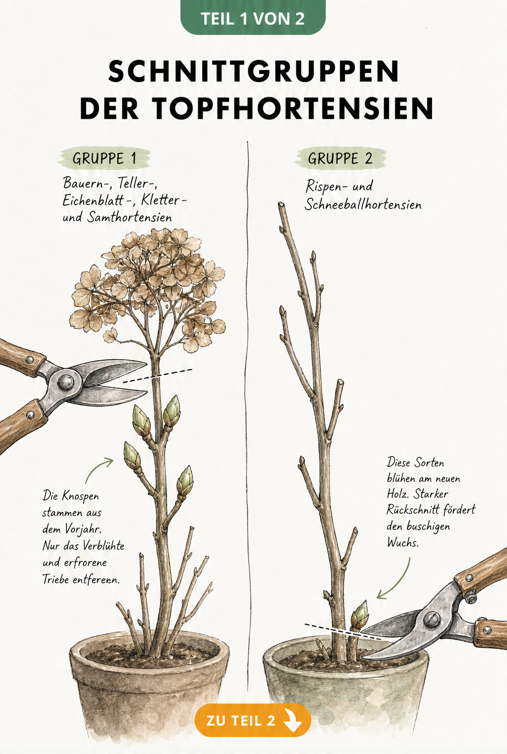 Illustration der zwei Schnittgruppen von Topfhortensien mit Gartenschere und Knospen