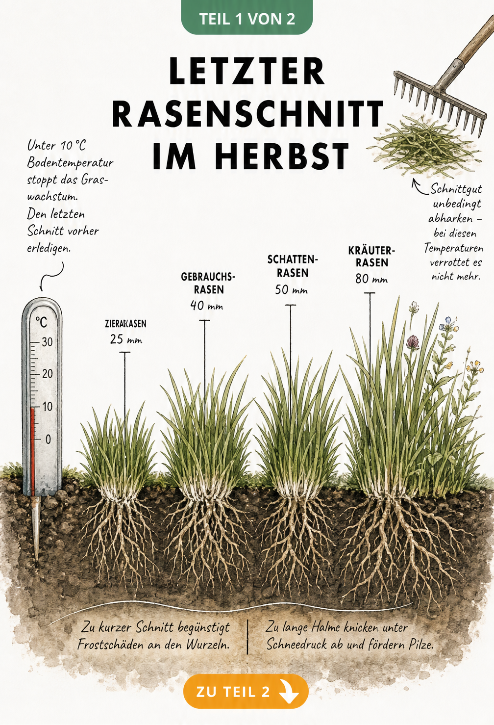 Illustration der optimalen Schnitthöhen für verschiedene Rasenarten beim letzten Rasenschnitt im Herbst mit Bodenthermometer