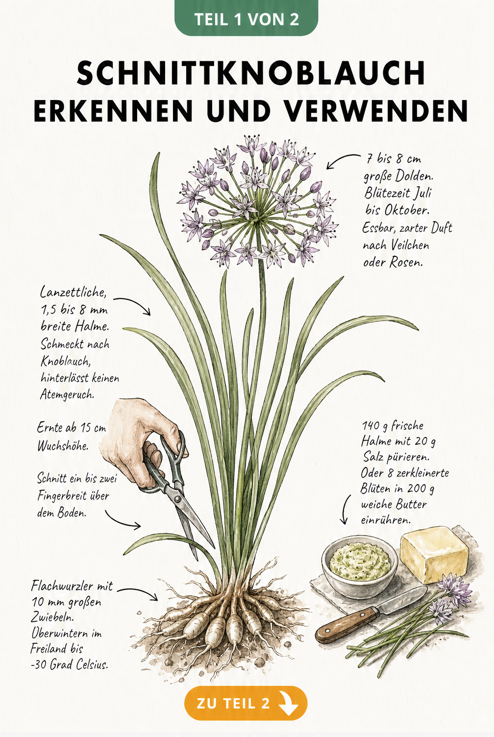 Botanische Illustration von Schnittknoblauch mit Wurzeln, Blättern, Blüten und Tipps zur Zubereitung