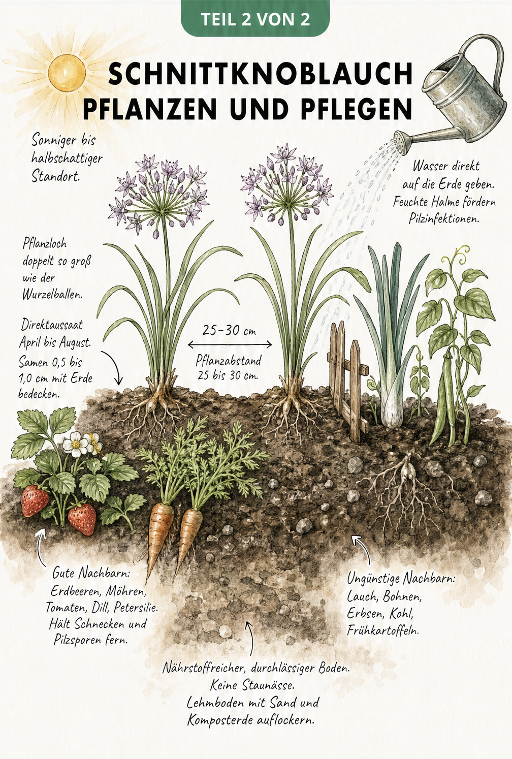 Querschnitt durch ein Gartenbeet mit Schnittknoblauch, Erdschichten, Pflanzabstand und guten Nachbarn wie Erdbeeren und Möhren