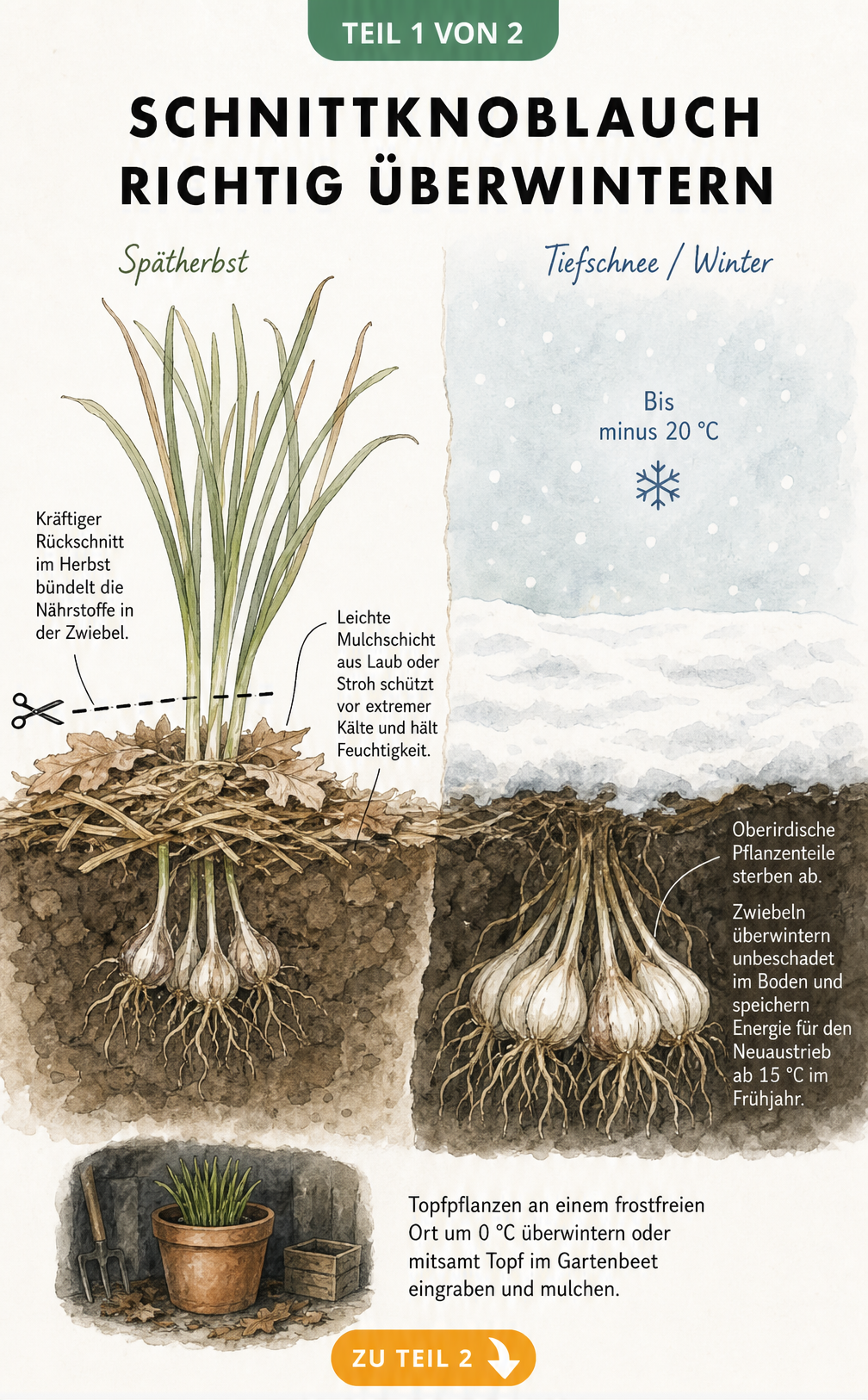 Querschnitt des Bodens zeigt Schnittknoblauch im Spätherbst beim Rückschnitt und im Winter unter Schnee mit überwinternden Zwiebeln