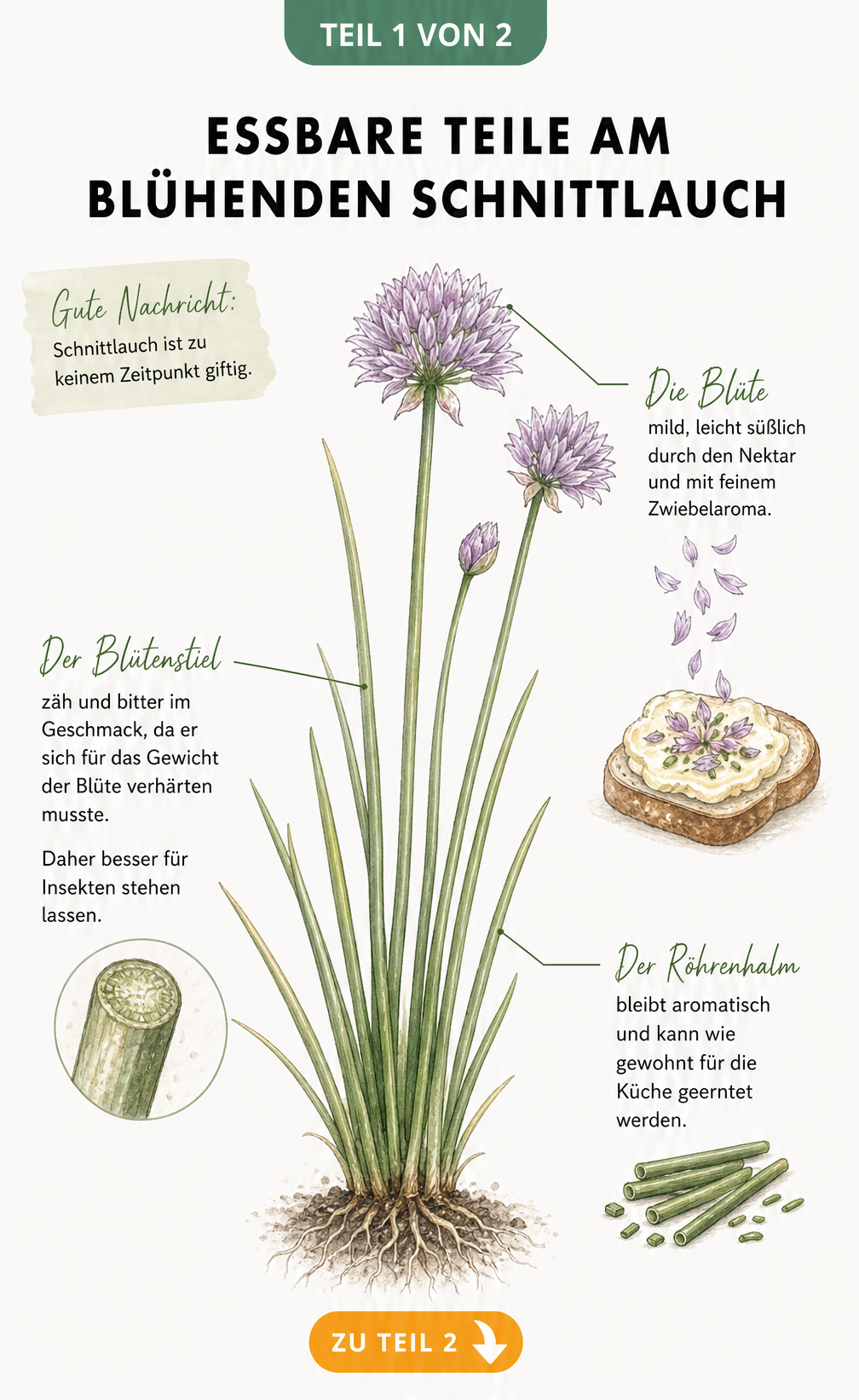 Botanische Illustration eines blühenden Schnittlauchs, die essbare Blüten, zähe Blütenstiele und aromatische Röhrenhalme zeigt.