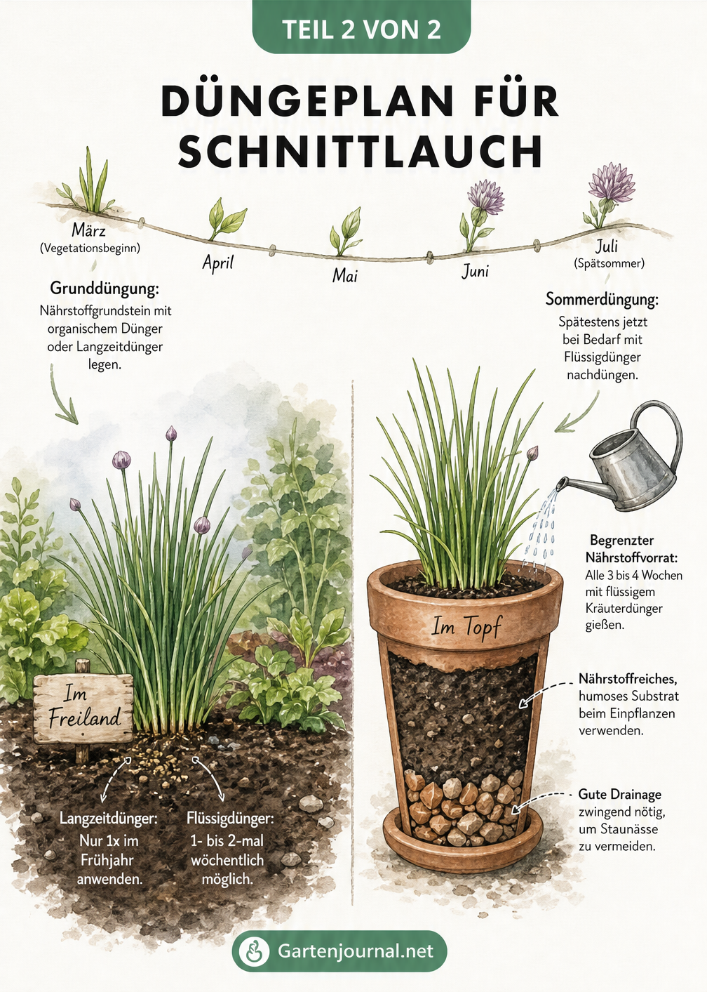 Zweigeteilte Illustration eines Düngeplans für Schnittlauch im Freilandbeet und im Topf im jahreszeitlichen Verlauf.