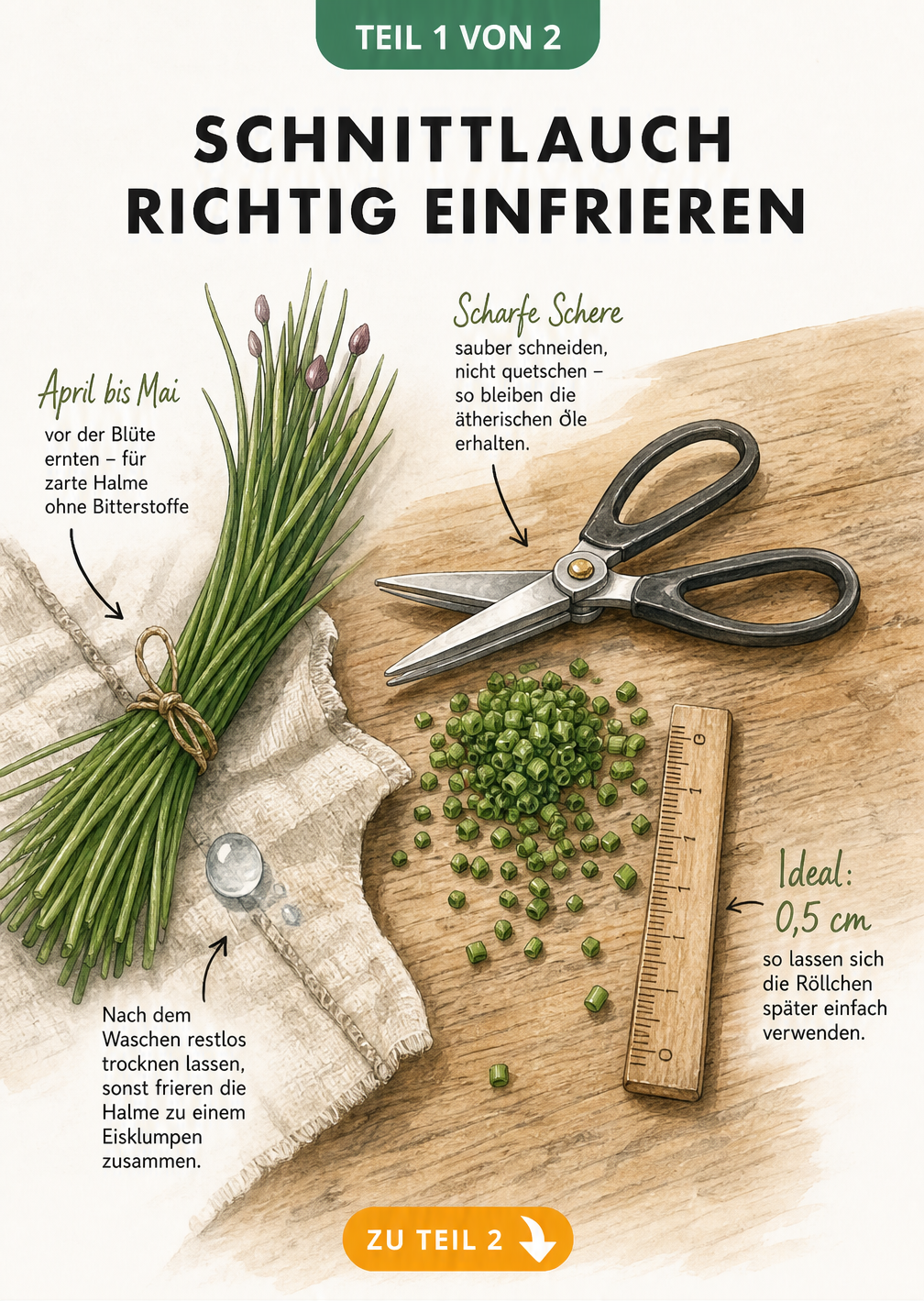 Handgezeichnete Illustration von frischem Schnittlauch auf einem Leinentuch mit Kräuterschere und geschnittenen Röllchen auf einer Holz-Arbeitsplatte.