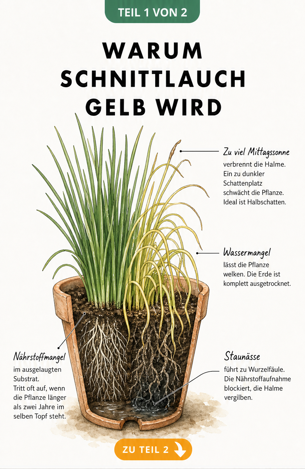 Botanische Illustration einer Schnittlauchpflanze im Topf, die Ursachen für gelbe Halme wie Sonnenbrand, Wassermangel, Staunässe und Nährstoffmangel zeigt.