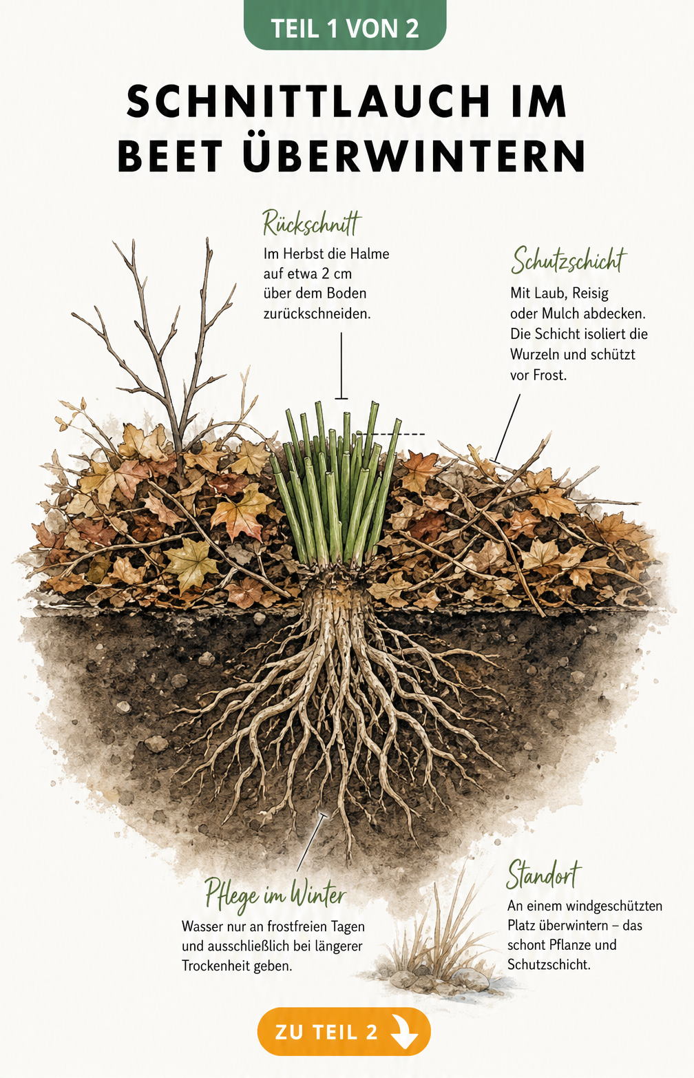Botanische Illustration eines Schnittlauch-Beets im Winter mit Rückschnitt, Laubschicht und Wurzeln im Querschnitt