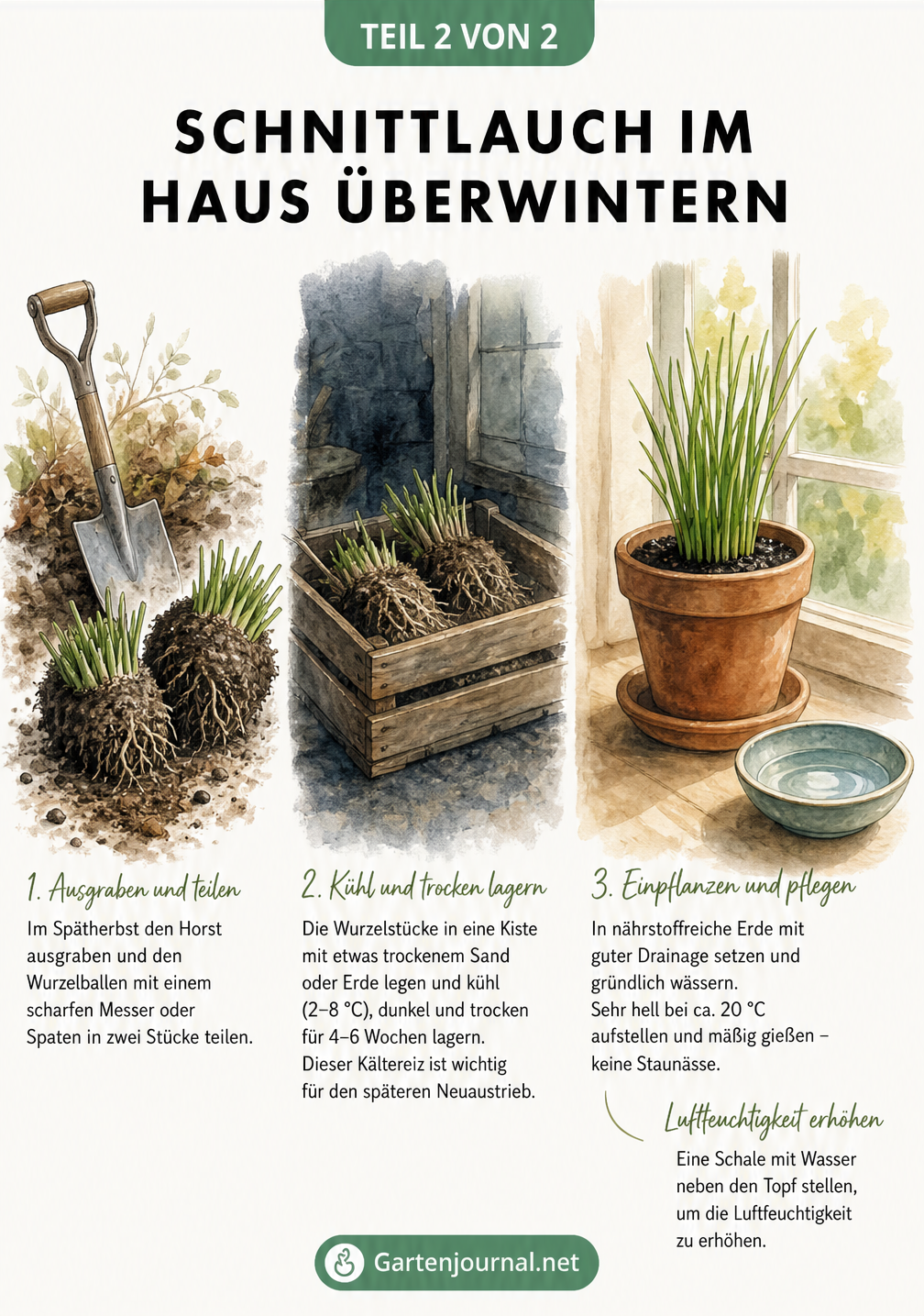 Aquarell-Illustration zum Überwintern von Schnittlauch im Haus, vom Ausgraben über die kühle Lagerung bis zum Topf auf der Fensterbank