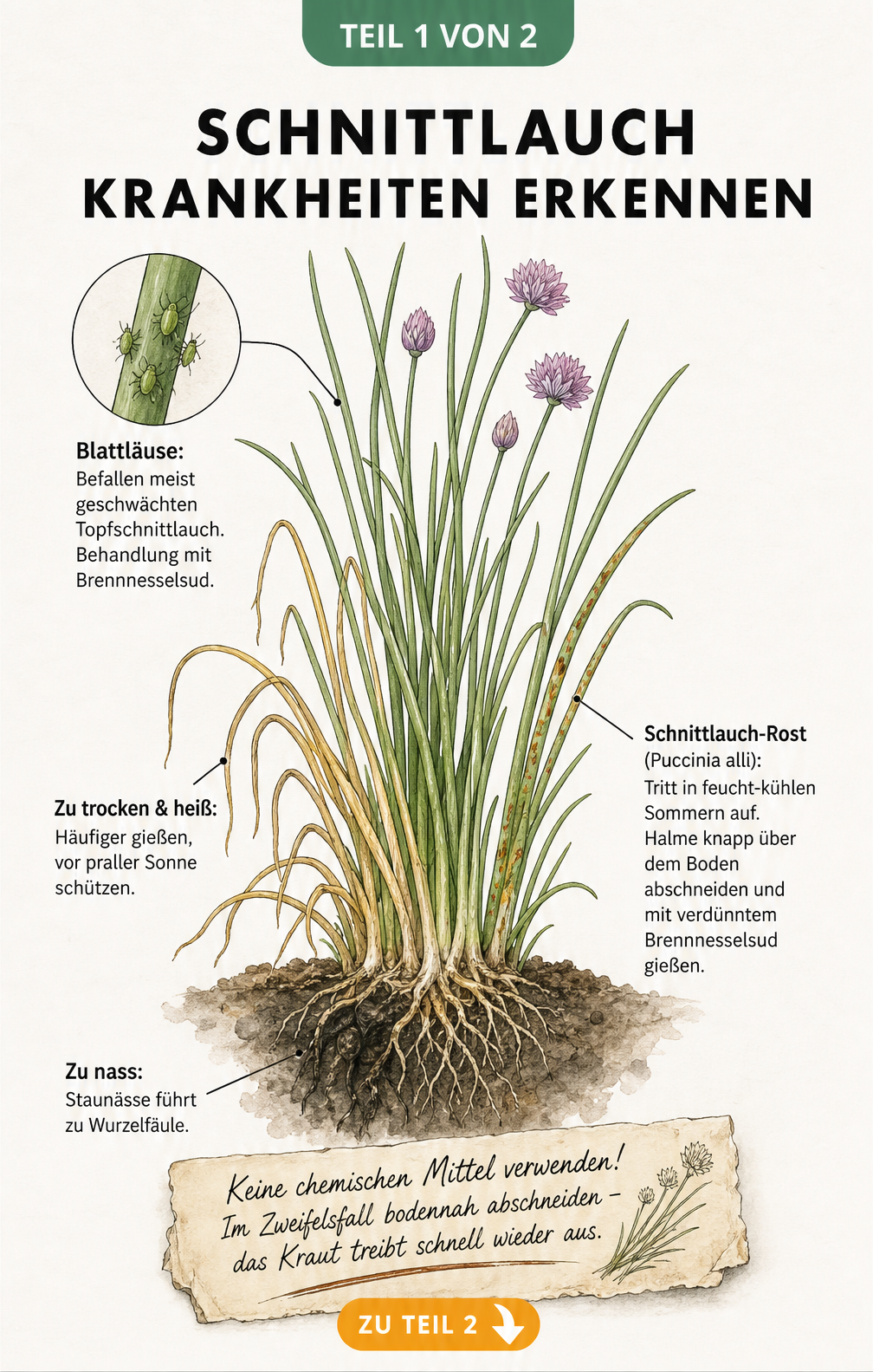Botanische Handzeichnung einer Schnittlauchpflanze im Querschnitt mit Schadbildern von Trockenheit, Nässe, Rostpilz und Blattläusen