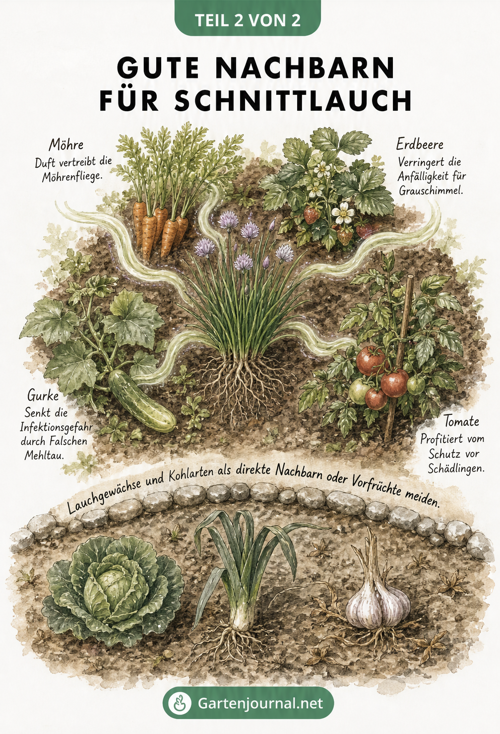 Isometrische Zeichnung eines Gartenbeets mit Schnittlauch in der Mitte, umgeben von Möhren, Erdbeeren, Gurken und Tomaten, sowie einem abgetrennten Bereich mit...