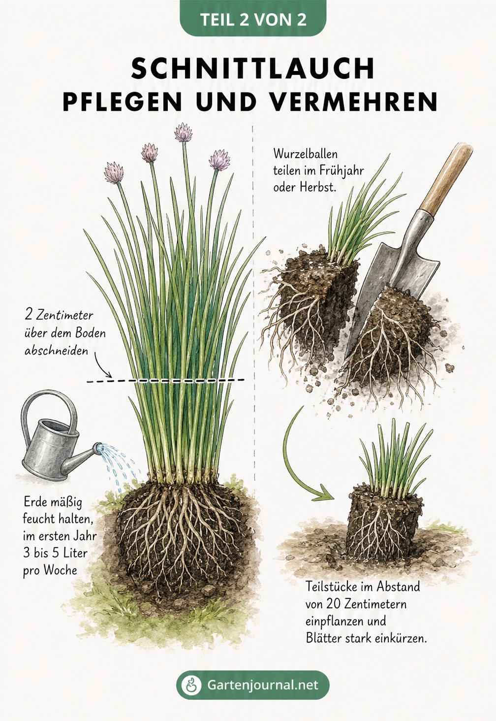 Illustration einer Schnittlauchpflanze mit Markierung für Schnitthöhe und geteiltem Wurzelballen