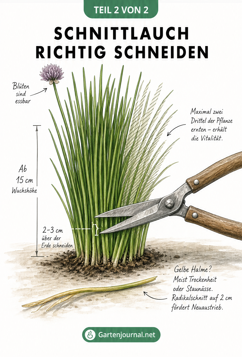Illustration eines Schnittlauchbüschels, das mit einer Gartenschere 2-3 cm über der Erde geschnitten wird.