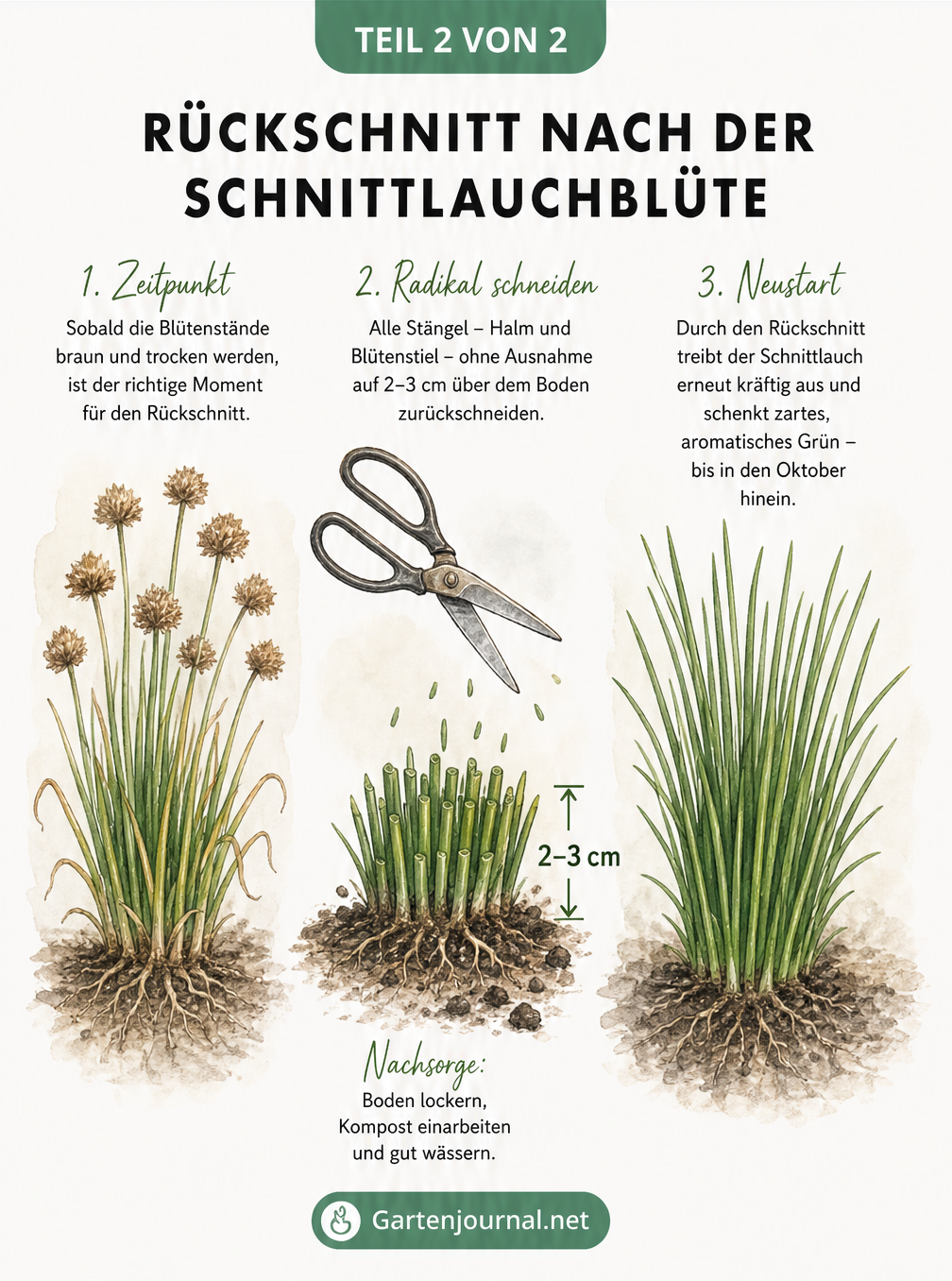 Illustration des Rückschnitts von verblühtem Schnittlauch mit einer Gartenschere auf zwei bis drei Zentimeter über dem Boden.