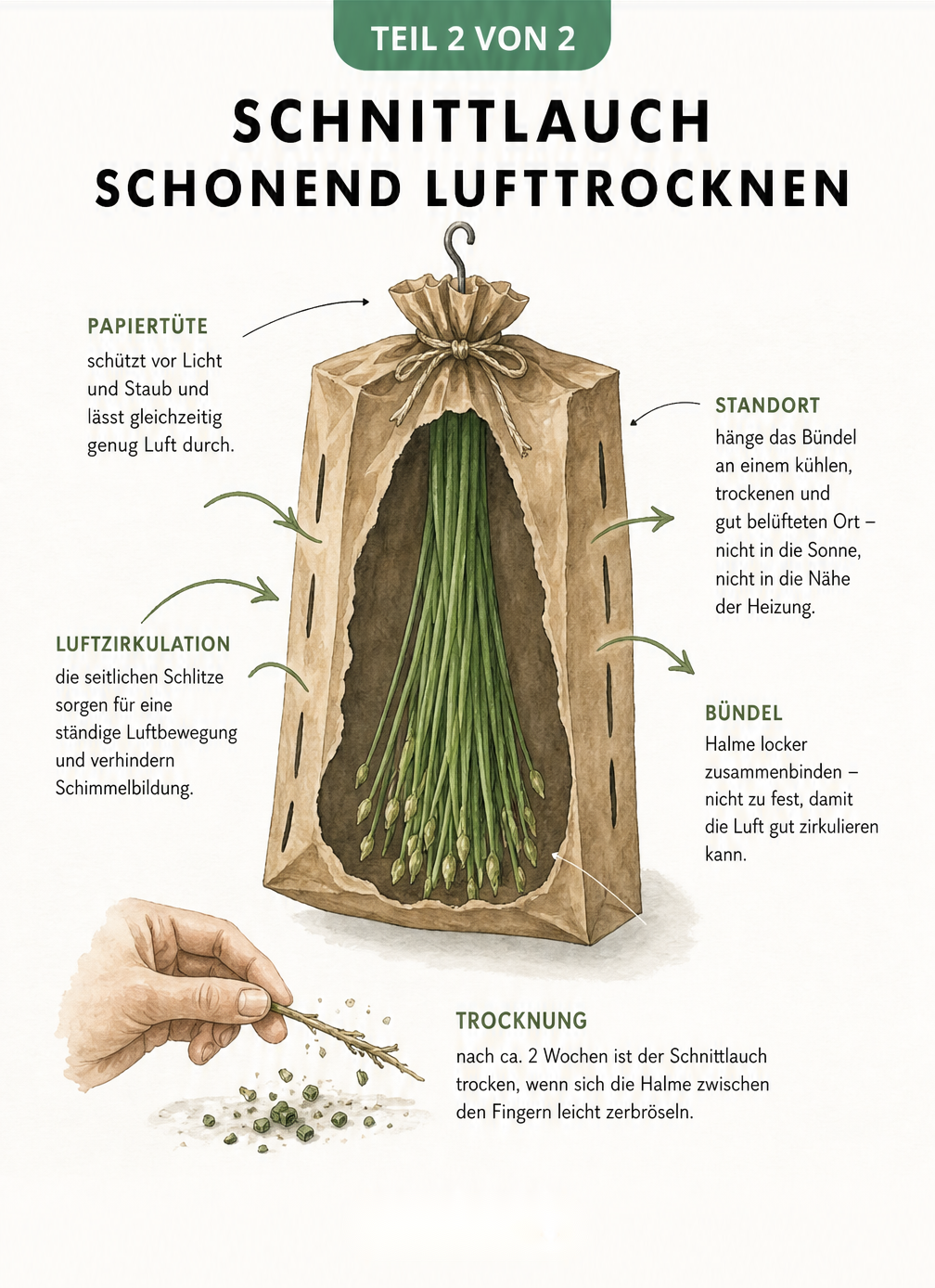 Detailansicht der Lufttrocknung von Schnittlauch in einer Papiertüte mit Schlitzen