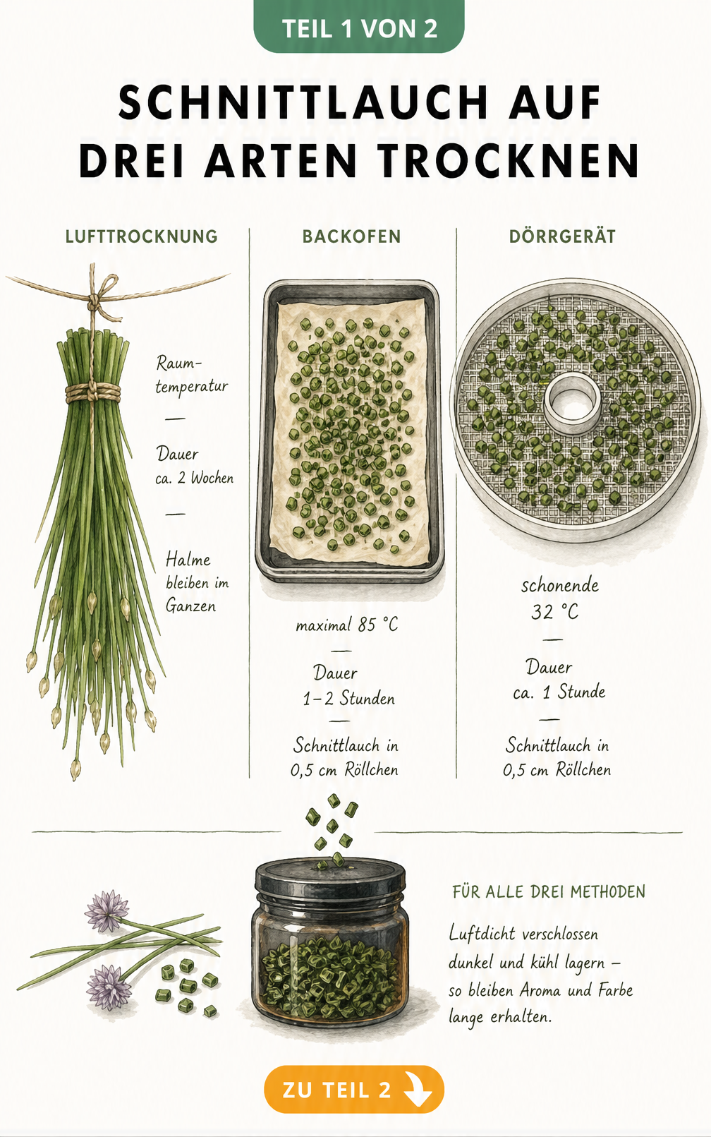 Illustration von drei Methoden zum Trocknen von Schnittlauch: Lufttrocknung, Backofen und Dörrgerät
